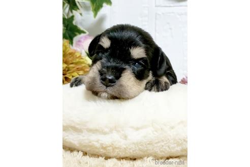 成約済の埼玉県のミニチュアシュナウザー-153101の3枚目