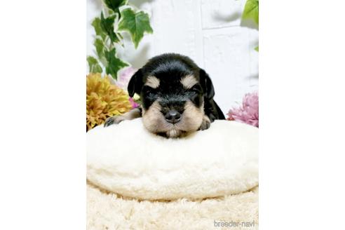 成約済の埼玉県のミニチュアシュナウザー-153101の2枚目