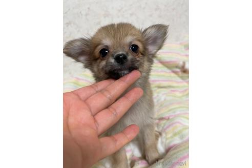 成約済の新潟県のチワワ(ロングコート)-155258の1枚目