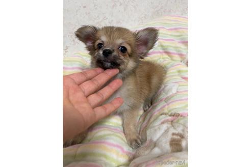 成約済の新潟県のチワワ(ロングコート)-155258の2枚目