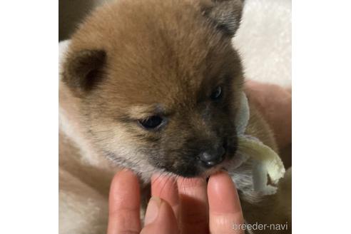 成約済の福岡県の豆柴-153798の5枚目