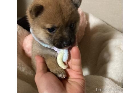 成約済の福岡県の豆柴-153798の3枚目