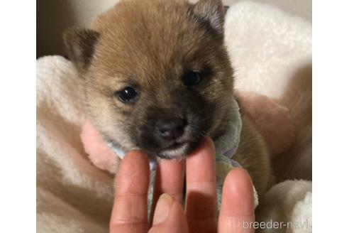 成約済の福岡県の豆柴-153798の2枚目