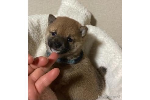 成約済の福岡県の豆柴-153799の17枚目