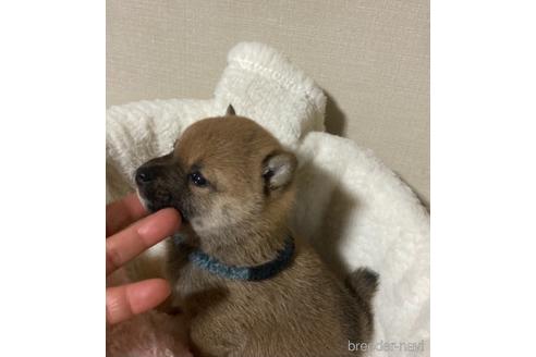 成約済の福岡県の豆柴-153799の16枚目