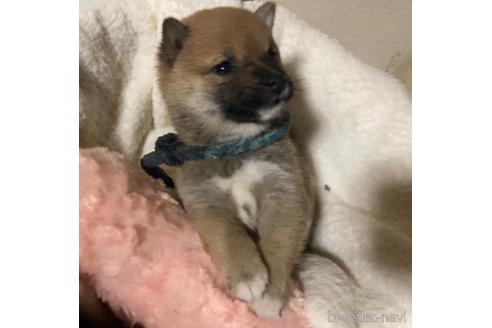 成約済の福岡県の豆柴-153799の12枚目