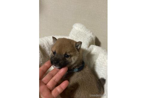 成約済の福岡県の豆柴-153799の15枚目