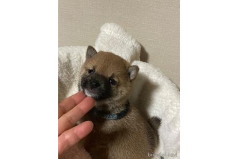成約済の福岡県の豆柴-153799の11枚目