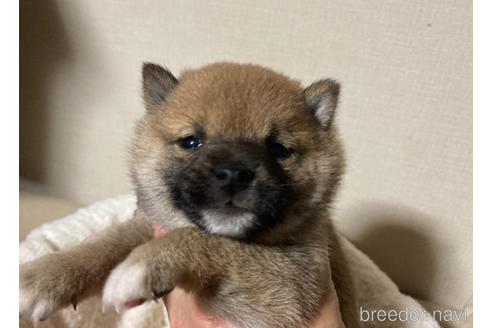 成約済の福岡県の豆柴-153799の6枚目