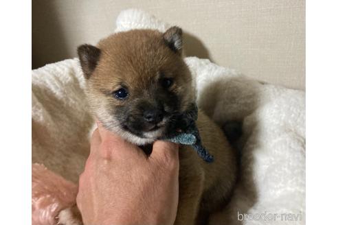 成約済の福岡県の豆柴-153799の4枚目
