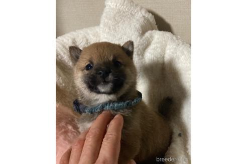 成約済の福岡県の豆柴-153799の5枚目