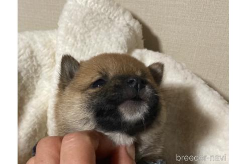 成約済の福岡県の豆柴-153799の3枚目