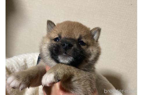 成約済の福岡県の豆柴-153799の10枚目