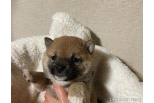 成約済の福岡県の豆柴-153799の7枚目