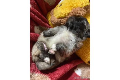 成約済の福岡県のペキニーズ-155291の14枚目