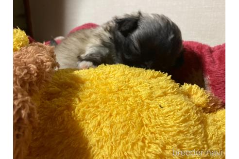 成約済の福岡県のペキニーズ-155291の11枚目