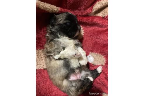 成約済の福岡県のペキニーズ-155293の17枚目
