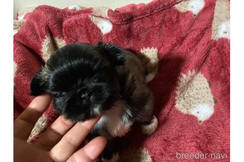 成約済の福岡県のペキニーズ-155293の13枚目