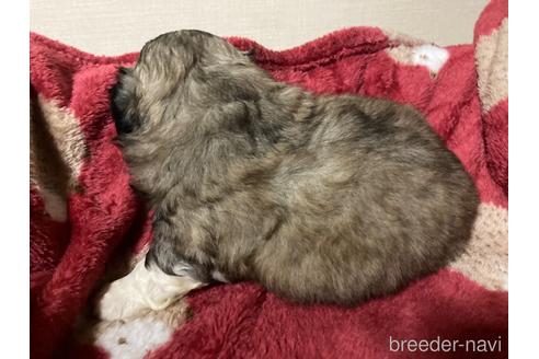 成約済の福岡県のペキニーズ-155293の12枚目