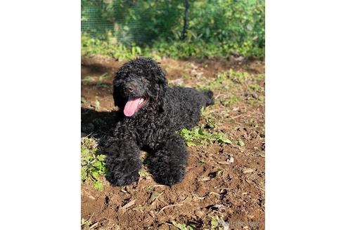 成約済の東京都のミックス犬-145921の1枚目