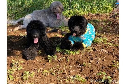 成約済の東京都のミックス犬-145921の2枚目