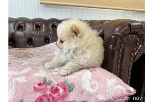 成約済の香川県のポメラニアン-153783の3枚目