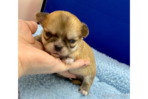 成約済の神奈川県のチワワ(ロングコート)-155349の47枚目