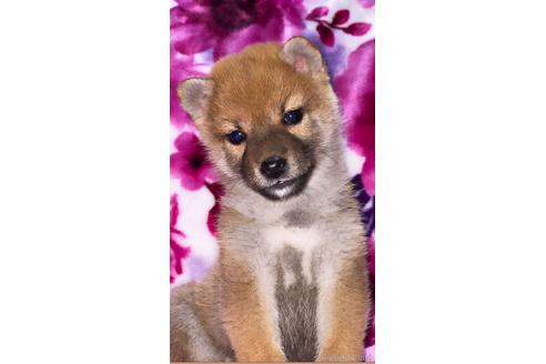 子犬