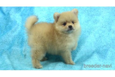 成約済の千葉県のポメラニアン-155322の1枚目