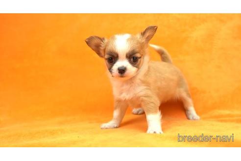 成約済の東京都のチワワ(ロングコート)-155326の2枚目