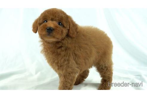 成約済の東京都のトイプードル-155327の1枚目