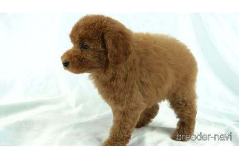 成約済の東京都のトイプードル-155327の2枚目