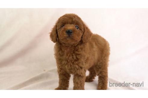 成約済の東京都のトイプードル-155328の2枚目