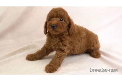 成約済の東京都のトイプードル-155328の1枚目