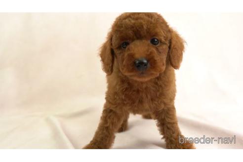 成約済の東京都のトイプードル-155329の1枚目