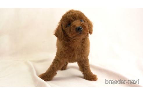 成約済の東京都のトイプードル-155329の2枚目