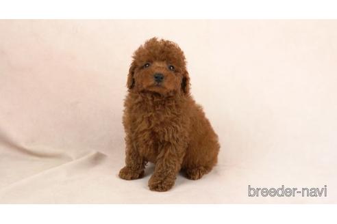成約済の東京都のトイプードル-155331の1枚目
