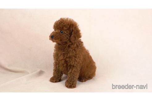 成約済の東京都のトイプードル-155331の2枚目