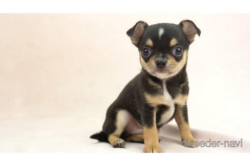 成約済の東京都のチワワ(スムースコート)-155332の1枚目