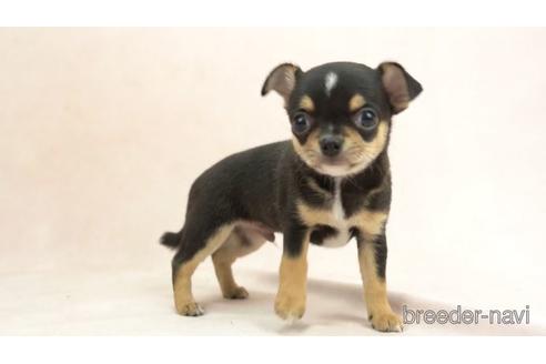 成約済の東京都のチワワ(スムースコート)-155332の2枚目