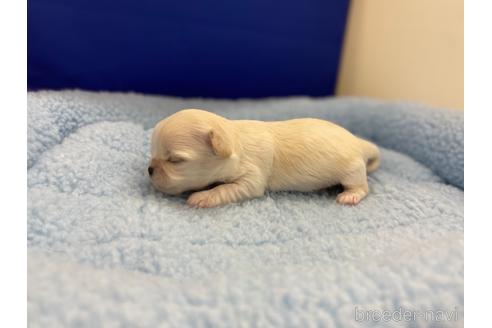 成約済の神奈川県のチワワ(ロングコート)-155347の76枚目
