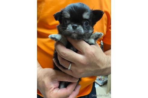 成約済の静岡県のチワワ(ロングコート)-154434の1枚目