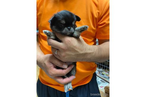 成約済の静岡県のチワワ(ロングコート)-154434の3枚目