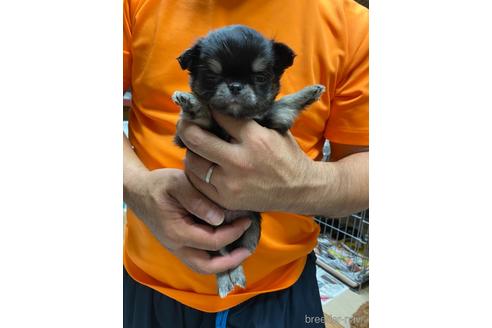 成約済の静岡県のチワワ(ロングコート)-154434の2枚目