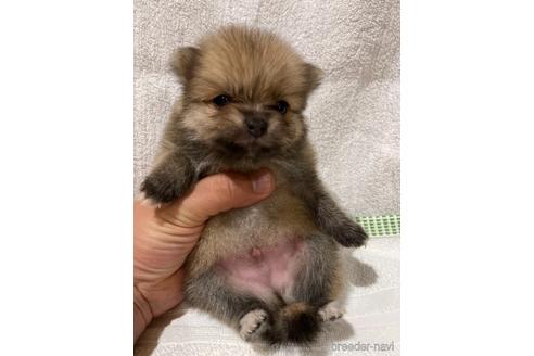成約済の埼玉県のポメラニアン-155357の5枚目