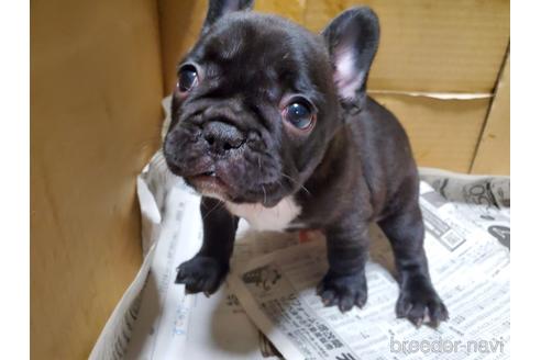 成約済の愛知県のフレンチブルドッグ-153845の1枚目