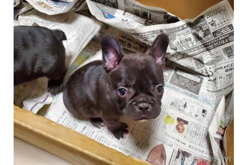 成約済の愛知県のフレンチブルドッグ-153845の4枚目