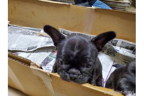 成約済の愛知県のフレンチブルドッグ-153845の5枚目