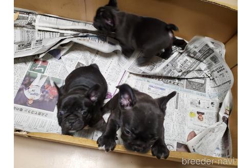 成約済の愛知県のフレンチブルドッグ-153845の3枚目