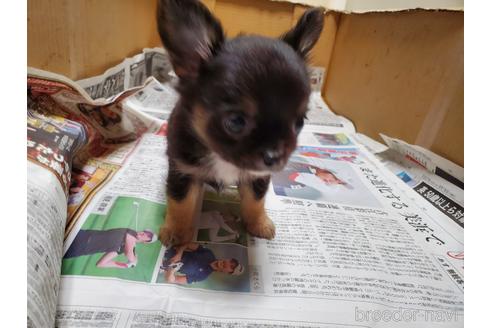 成約済の愛知県のチワワ(ロングコート)-152010の7枚目